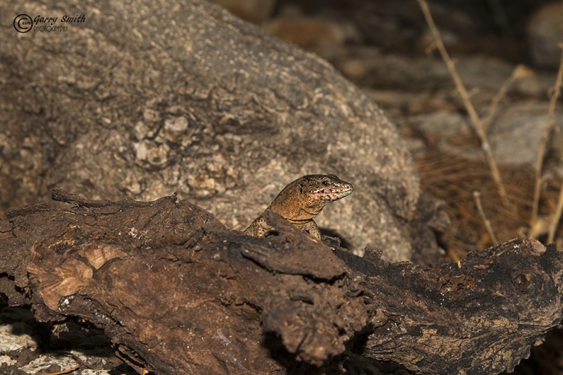 Lilford´s wall lizard (Podarcis lilfordi) Garry Smith-1680002129.jpg
